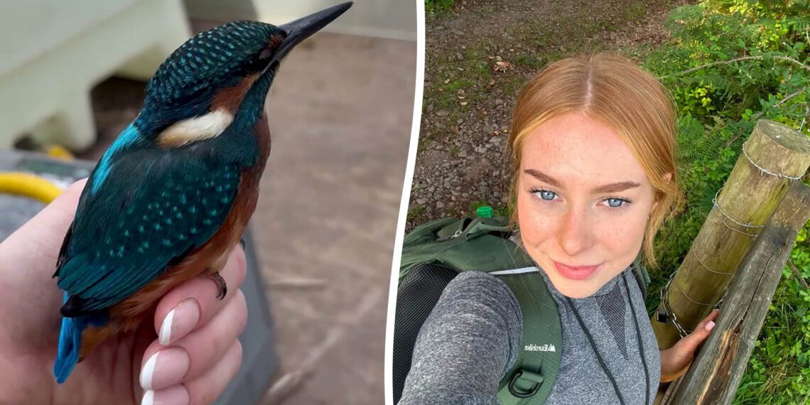 O pássaro Martim-pescador ficou por quase 10 minutos na mão de Laura O’Brien enquanto ela trabalhava em um parque na Inglaterra. - Fotos: Laura O’Brien / SWNS