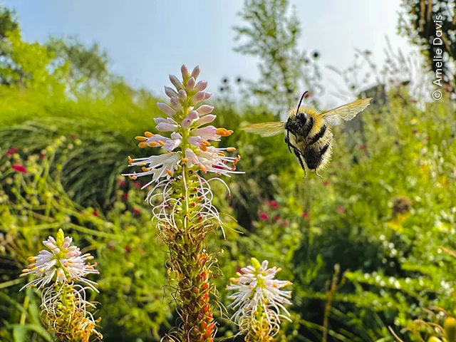 Abelha é fotografada em pleno voo, prestes a pousar em uma flor, no sul da Inglaterra. O registro foi feito pela jovem Amelie Davis com um iPhone 14 Pro Max. Foto: Amelie Davis/Wildlife Photographer of the Year 2026