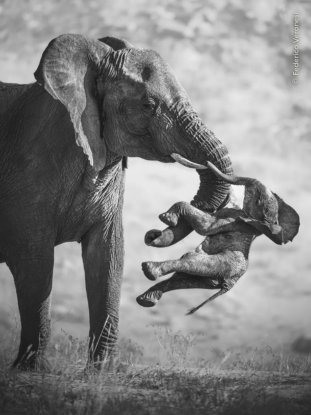 Fotografia vencedora do prêmio principal mostra uma elefanta carregando um filhote morto, em um raro registro do comportamento desses animais diante da perda. Foto: Federico Veronesi/Wildlife Photographer of the Year 2026