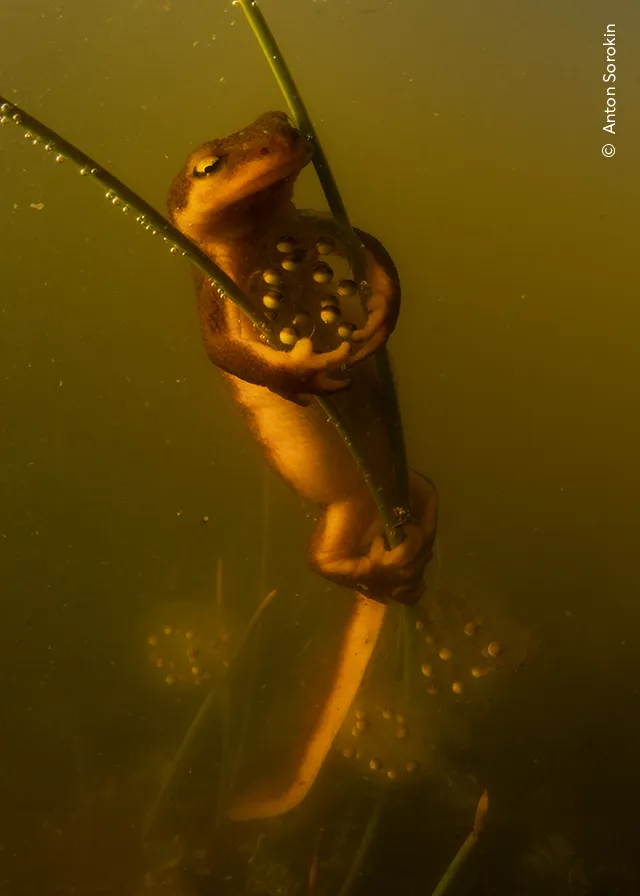 Tritão-da-Califórnia é fotografado colocando ovos na vegetação aquática, ao lado de outros ovos já depositados por outro animal da mesma espécie. Foto: Anton Sorokin/Wildlife Photographer of the Year 2026.