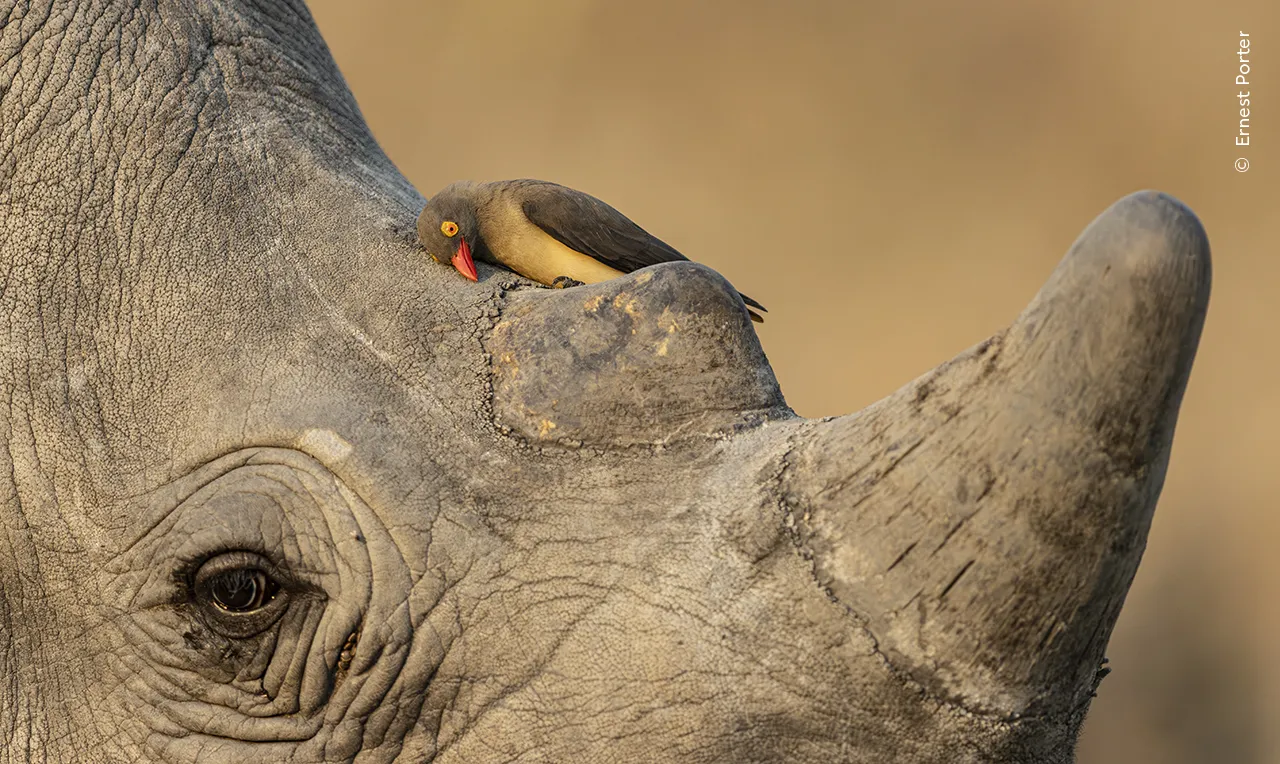 Ave é fotografada limpando o bico na pele de um rinoceronte, sob a luz suave da tarde, na África do Sul. Foto: Ernest Porter/Wildlife Photographer of the Year 2026.