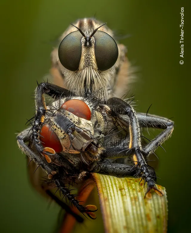 Fotografia revela a beleza surpreendente de animais minúsculos, mostrando detalhes quase invisíveis a olho nu. Foto: Alexis Tinker-Tsavalas/Wildlife Photographer of the Year 2026.