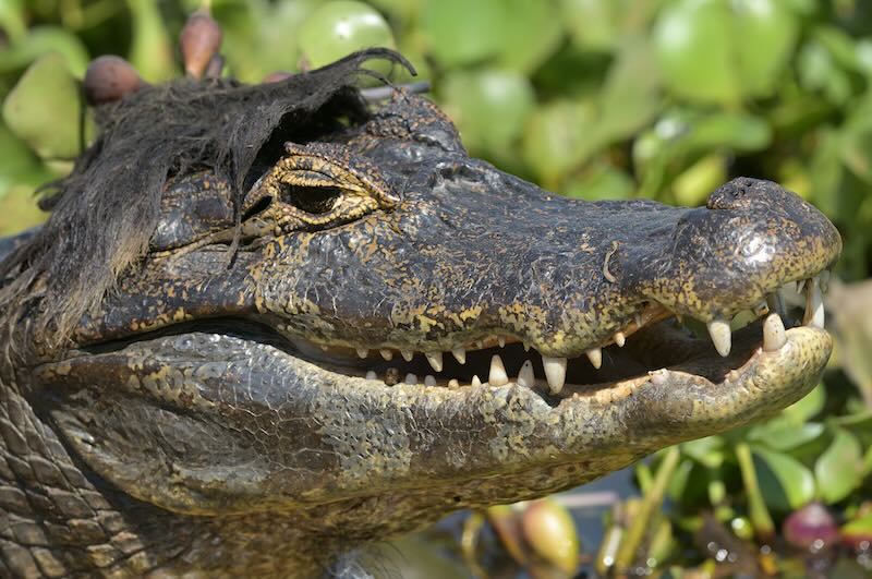 O crocodilo Elvis com topete foi fotografado aqui no Brasil, no Pantanal. - Foto: Paolo Torre / Nikon Comedy Wildlife Awards