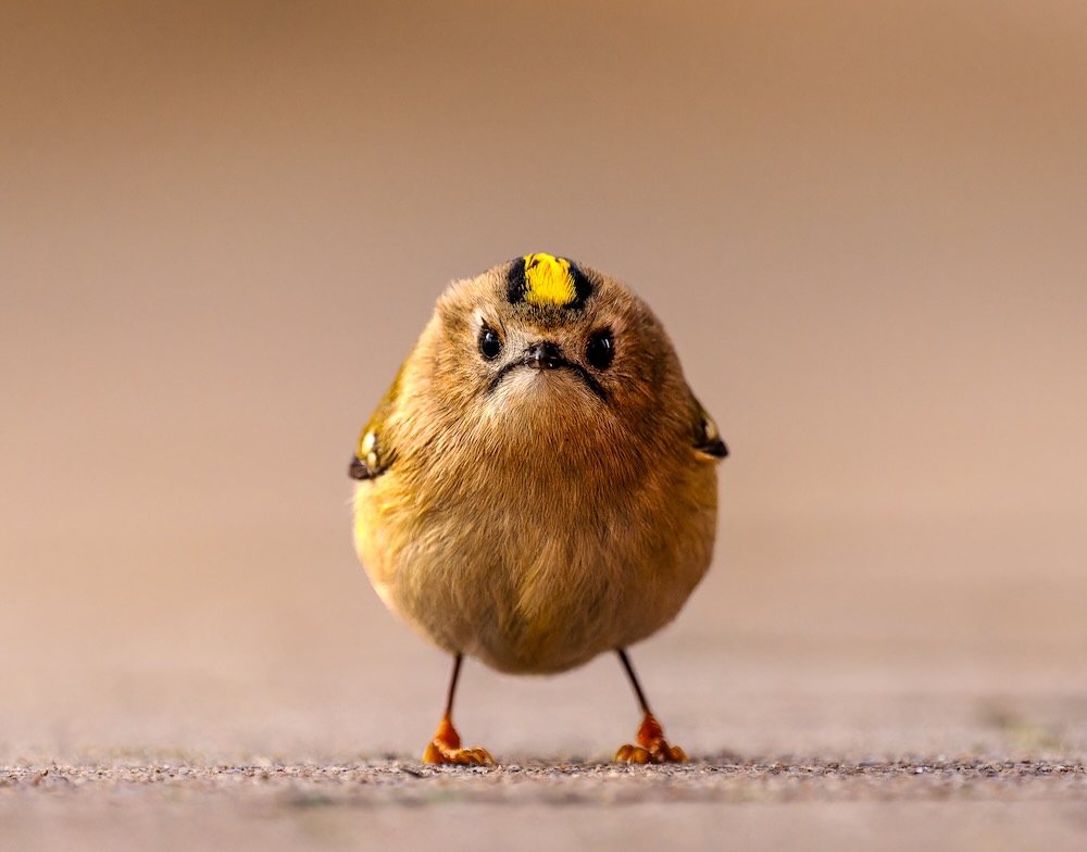 "Angry Bird" – o pássaro estrelinha-de-cabeça-amarela, foi clicado na ilha de Helgoland, no Mar do Norte, Alemanha. -Foto: ©Jan Wittmer/ Nikon Comedy Wildlife Awards 