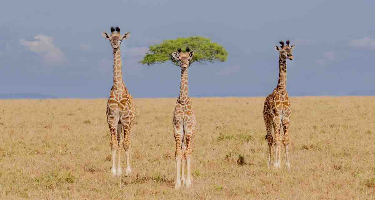 A diferente é o nome da foto da girafa com cabelo de árvore feita em Masai Mara. - Foto: ©Dirk Koster, Netherlands / Nikon Comedy Wildlife Awards 