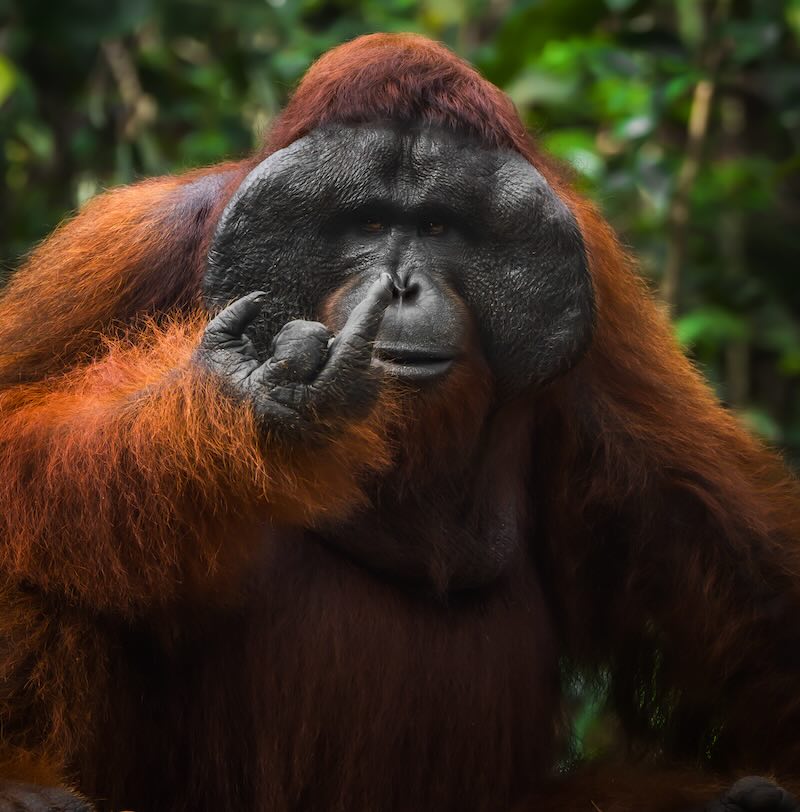 O orangotango "apimentado" foi registado em na floresta de Borneo. - Foto; ©Tanner-Mansell / Nikon Comedy Wildlife Awards