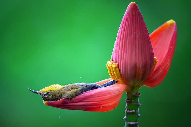 O passarinho descansando na flor foi registrado no Vietnã - Foto: Thong Duy Vu / The Comedy Wildlife Photography Awards 2026
