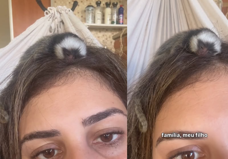 Pequenininho, o filhote se agarrou ao cabelo de Aline Lazzarini depois de cair de uma árvore no quintal dela. Foto: Reprodução/Instagram/@adv.aline