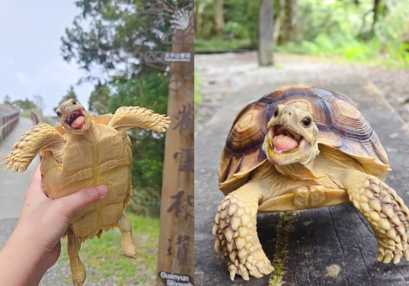 Pongpong vive com a família em Taiwan e ficou conhecida pelas expressões que parecem verdadeiros sorrisos. Foto: Reprodução/Instagram/@pongpong_1120525