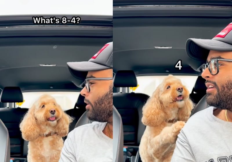 Luna responde às contas feitas pelo tutor Jared Davis usando as patinhas para indicar os resultados. Foto: Reprodução/Instagram/@lunatheminicockapoo