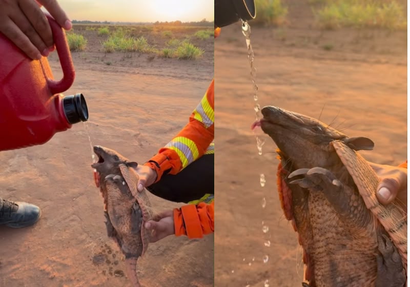 O bombeiro militar Marcos Maia dá água a um tatu-bola encontrado próximo à área atingida por um incêndio em Mato Grosso. - Foto: Reprodução/Instagram/@jmarcosmaia