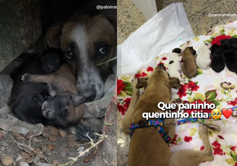 Paloma Merath resgatou seis filhotes e dois cães adultos que estavam abrigados perto de um córrego cheio de lixo. Foto: Reprodução/Instagram @palomamerath.
