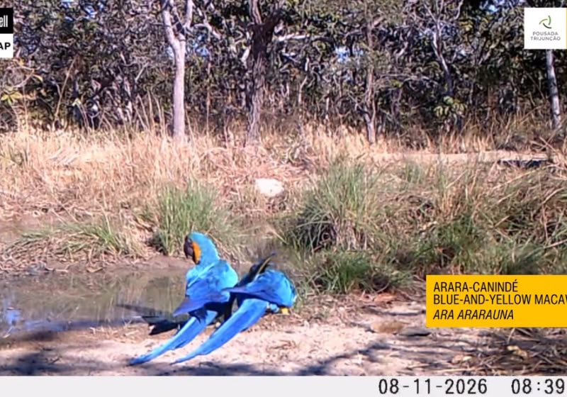 Duas araras-canindé foram flagradas bebendo água por câmeras do Onçafari na região da Pousada Trijunção, no Cerrado. Foto: Reprodução/Instagram/@oncafari