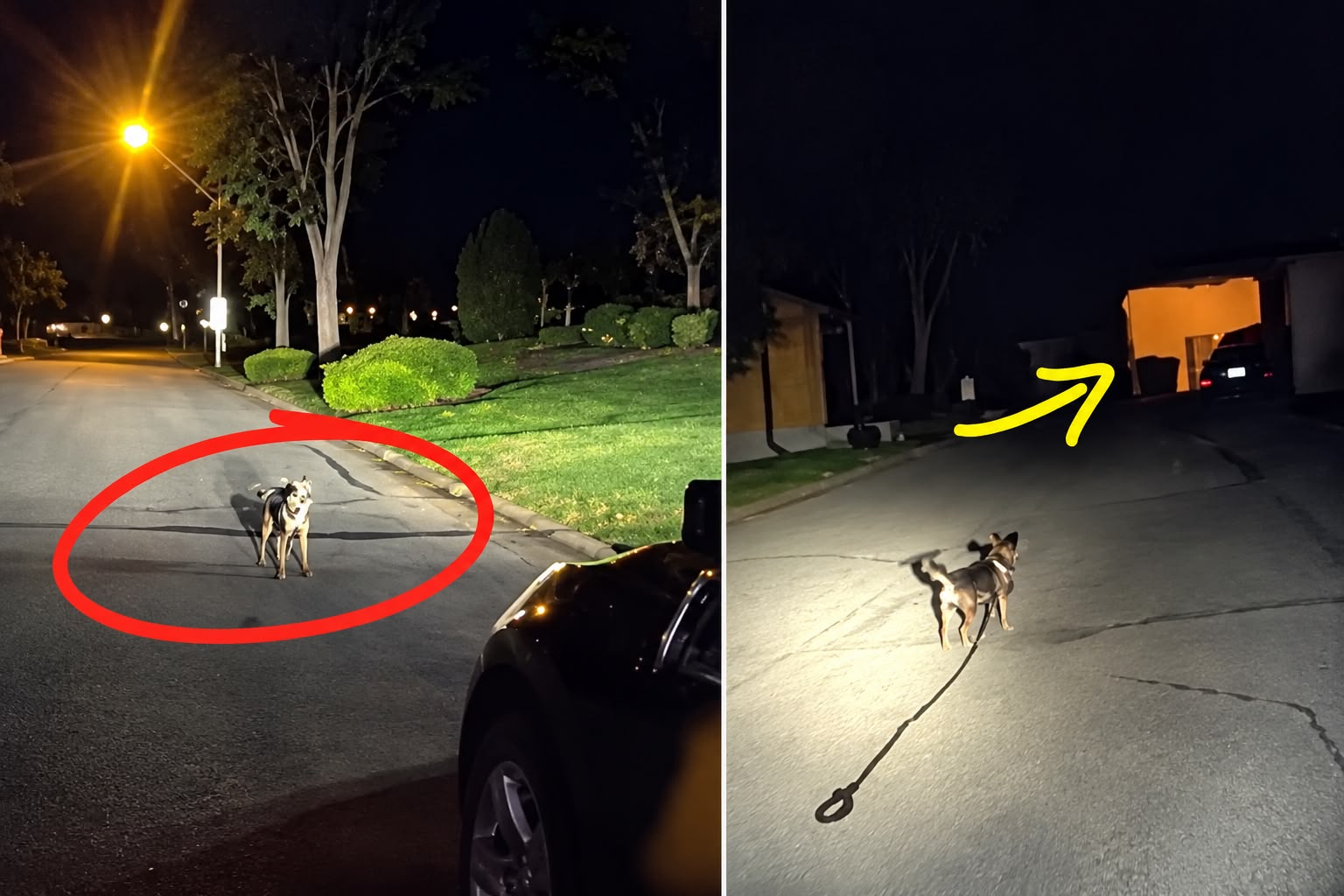 Cachorro chamou a atenção de um policial durante uma ronda e o levou até o tutor, que estava caído na garagem havia mais de três horas. Foto: Reprodução/Departamento de Polícia de Leawood.