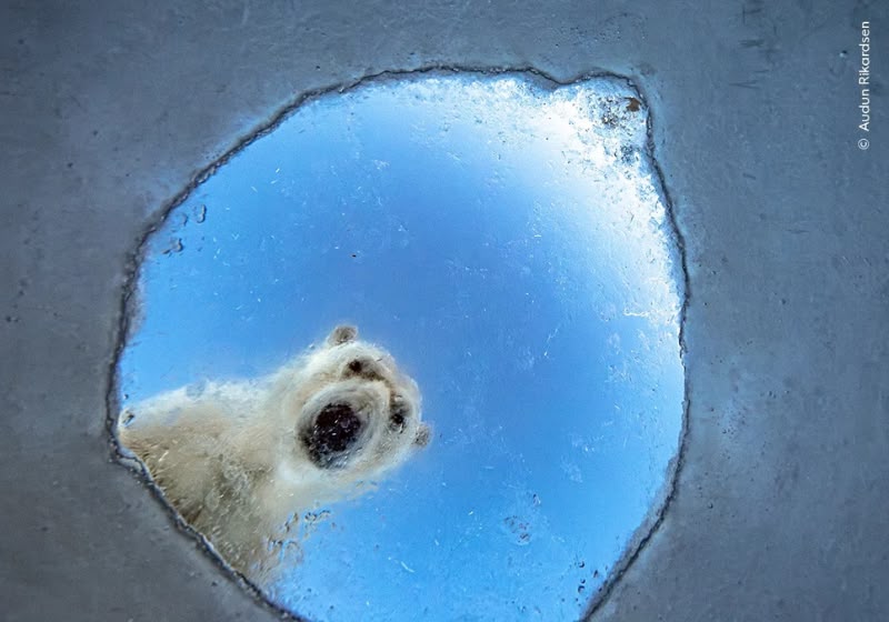 Urso-polar observa um buraco no gelo do Ártico, por onde as focas sobem para respirar. A imagem foi registrada sob a perspectiva de uma foca. Foto: Audun Rikardsen/Wildlife Photographer of the Year 2026.