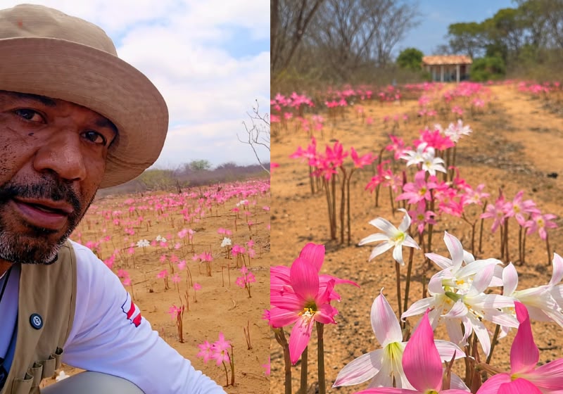 Flores rosas de cebola-brava transformam a paisagem da Caatinga após as primeiras chuvas na Bahia. Foto: Reprodução/Instagram @ciel_do_sertao