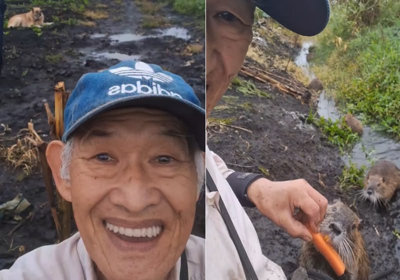 Com cenouras e muito carinho, Seiki Nishino recebe uma família de ratões-do-banhado na lavoura em São Paulo. Foto: Reprodução/Instagram @seikinishino