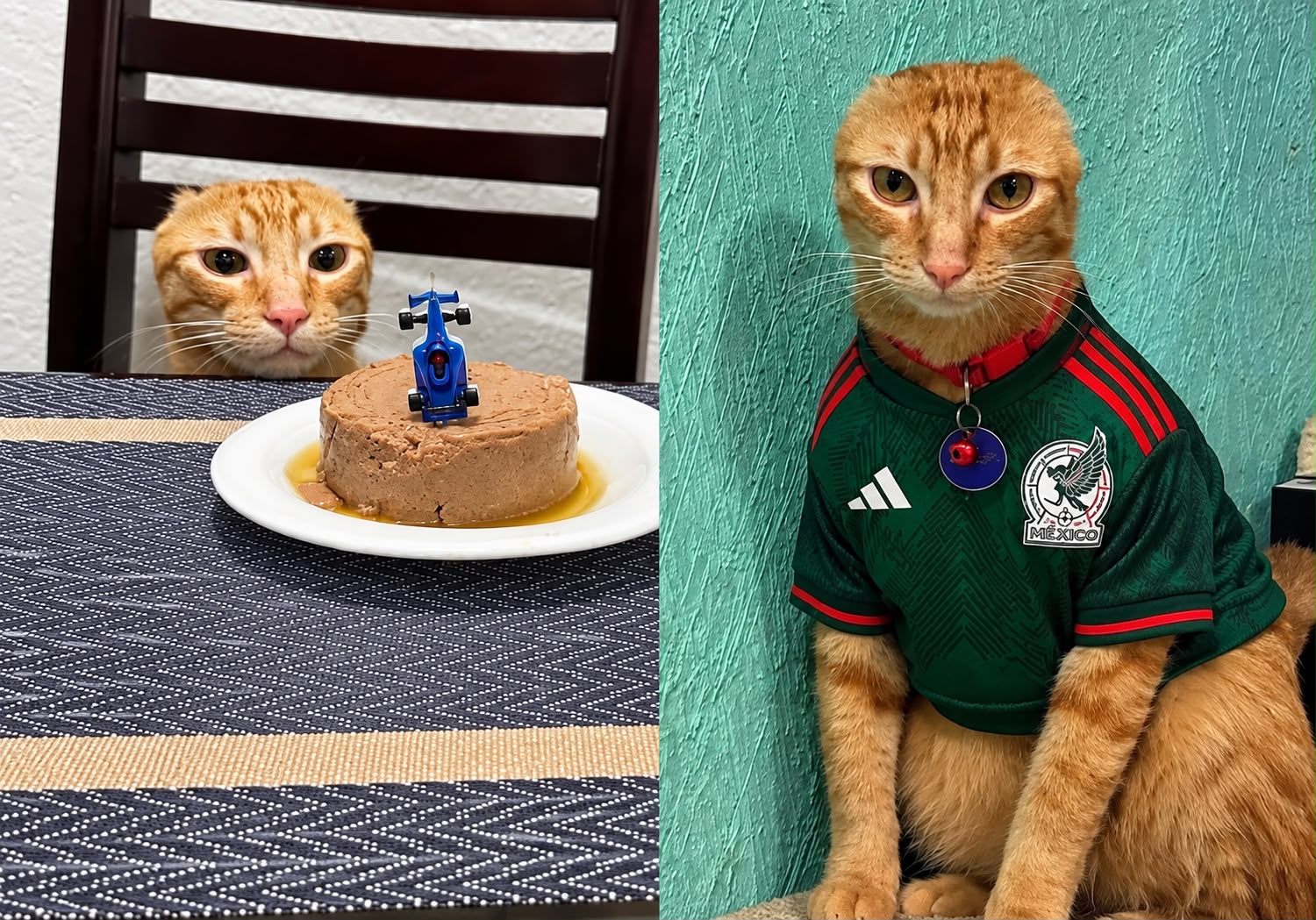 Gatinho Carlos ganhou um bolo de sachê e petiscos para comemorar a recuperação após uma cirurgia para retirar as duas orelhinhas. Foto: Reprodução/ El Comercio