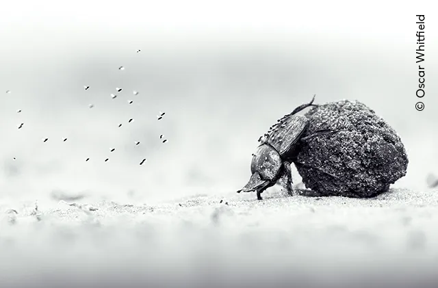 Besouro é fotografado fazendo força para empurrar uma bola de esterco, em um impressionante registro em preto e branco. Foto: Oscar Whitfield/Wildlife Photographer of the Year 2026