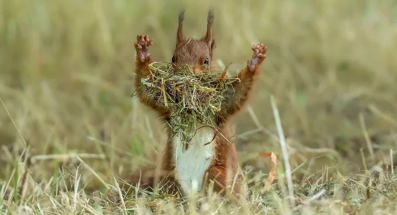 O esquilo comemora de de boca cheia foi clicado em Hannover, Alemanha. - Foto: ©Udo Harms / Nikon Comedy Wildlife Award