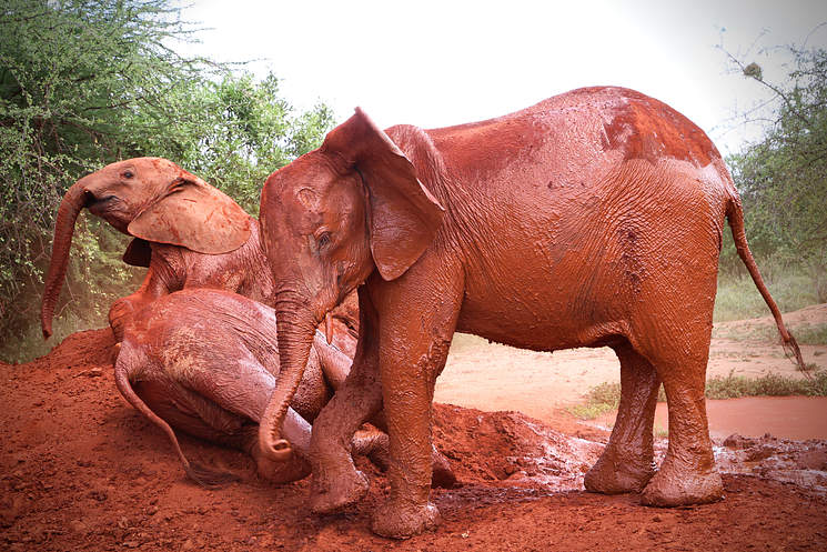 A elefantinha hoje vive livre e feliz no santuário e adora brincar na lama. - Foto: sheldrickwildlifetrust