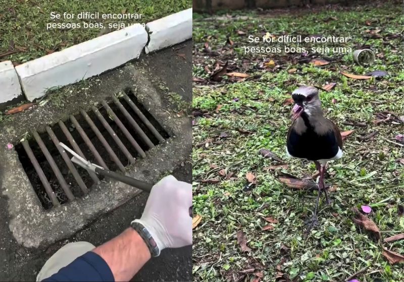 O biólogo Christian Raboch Lempek resgatou filhotes de quero-quero presos em um bueiro e a mãe ficou de olho em Jaraguá do Sul (SC). - Fotos: reprodução/ Instagram/ @biologo.christian