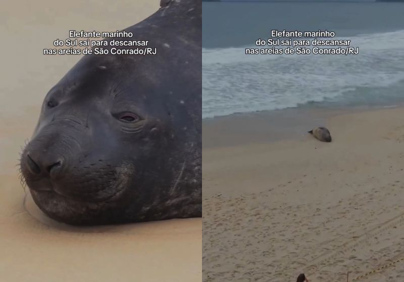 O elefante-marinho descansou na Praia de São Conrado, no Rio, e retornou sozinho ao mar no início da tarde. Foto: Reprodução/ Instagram/ @brunoboni