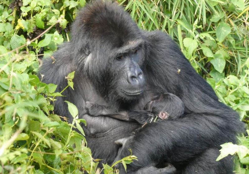 Lulingu, a gorila órfã resgatada, foi retirada do tráfico ilegal ainda bebê, criada em um santuário e devolvida à natureza. Agora, ela virou mãe no Parque Nacional de Virunga. - Foto: Rewild