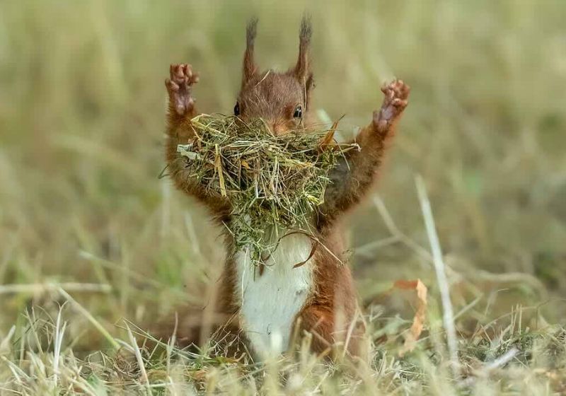 O concurso das fotos mais engraçadas de animais recebeu mais de 10 mil imagens de 112 países e escolheu 40 finalistas. A votação popular já está aberta. - Foto: reprodução/ ©Udo Harms / Nikon Comedy Wildlife Award