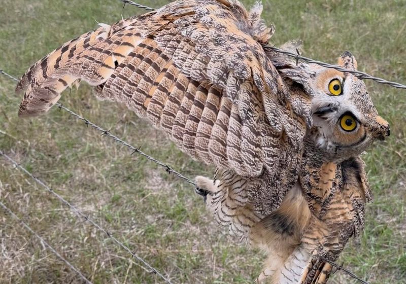 A mulher, o marido e desconhecidos salvaram a coruja presa no arame farpado em Dakota do Sul, nos Estados Unidos e a levaram a um veterinário. - Foto: Scott Jacobs