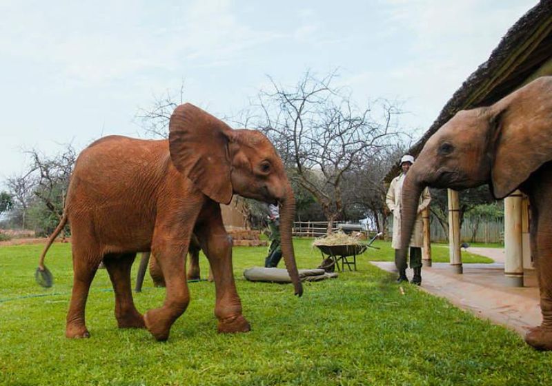 A elefantinha Sibu foi encontrada sozinha, desnutrida e com um ferimento profundo no ombro. Após meses de tratamento, ela se recuperou e ganhou uma companheira inseparável no santuário do Quênia. - Foto: sheldrickwildlifetrust