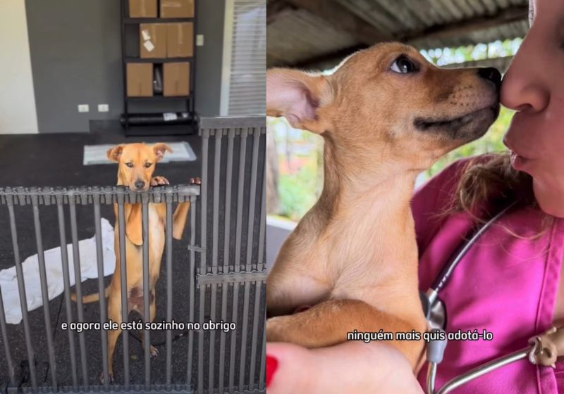 Pingo, o filhotinho caramelo rejeitado, tem 7 meses, está vacinado e castrado. Depois de várias feiras de adoção, uma campanha nas redes sociais tenta encontrar um lar para ele em São Paulo. - Fotos: reprodução/ Instagram/ @hyppet
