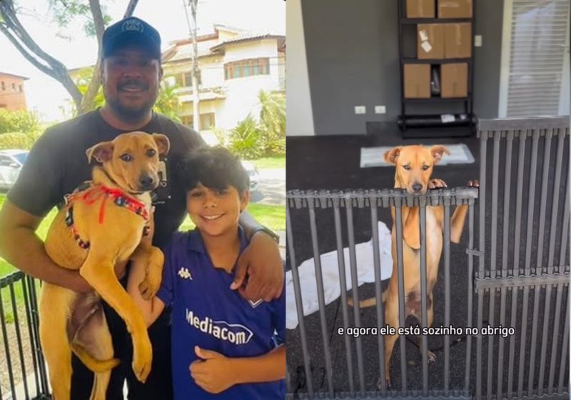 Pingo, o filhotinho caramelo rejeitado no abrigo, agora se chama Chico. Ele foi adotado nesta sexta ,9, pelo empresário Luís Felipe Souza, que contou ao Só Notícia Boa como conheceu a história do cãozinho. - Fotos: reprodução/ Instagram/ @ feliperei__ / @hyppet