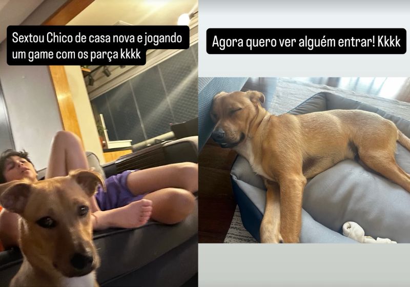 Novas fotos postadas no Instagram mostram a vida boa do Chico agora, depois que foi adotado. - Fotos: reprodução/ Instagram/ @feliperei__