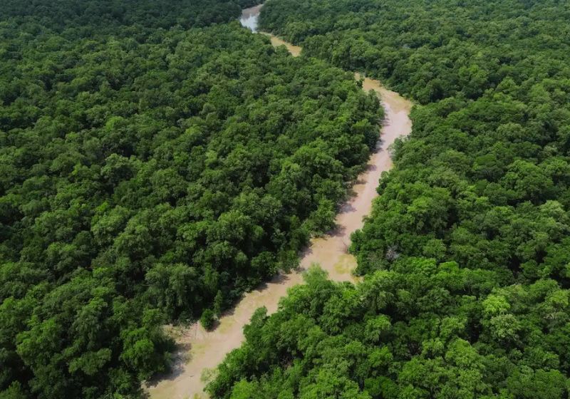Desmatamento na Amazônia despenca 41,8% e atinge menor nível em 38 anos; Cerrado também