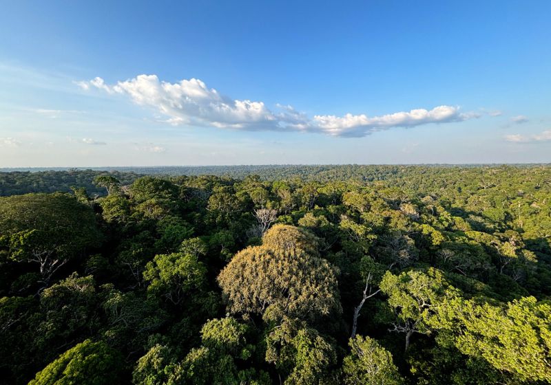 Um dia após a vitória de Lula, a Holanda anunciou investimento de até US$ 500 milhões no fundo ambiental criado pelo Brasil para preservar florestas e combater o desmatamento. - Foto: Tânia Rêgo/Agência Brasil