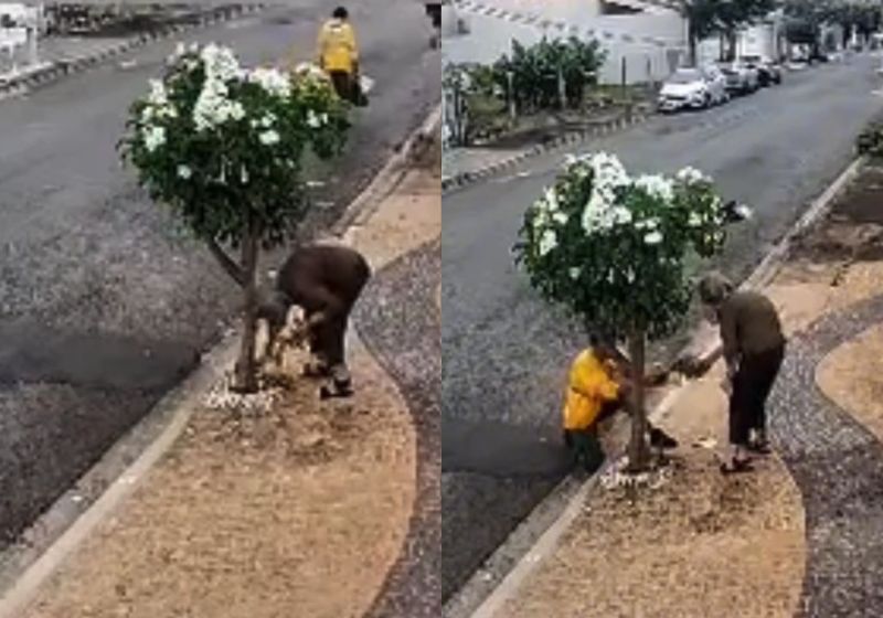Silas, o coletor de lixo, viu a Dona Regina curvada, retirando ervas daninhas de uma árvore na calçada e decidiu ajudar. A gentileza dele vez o vídeo viralizar. - Fotos: reprodução/ Instagram/ @portaldeamericana