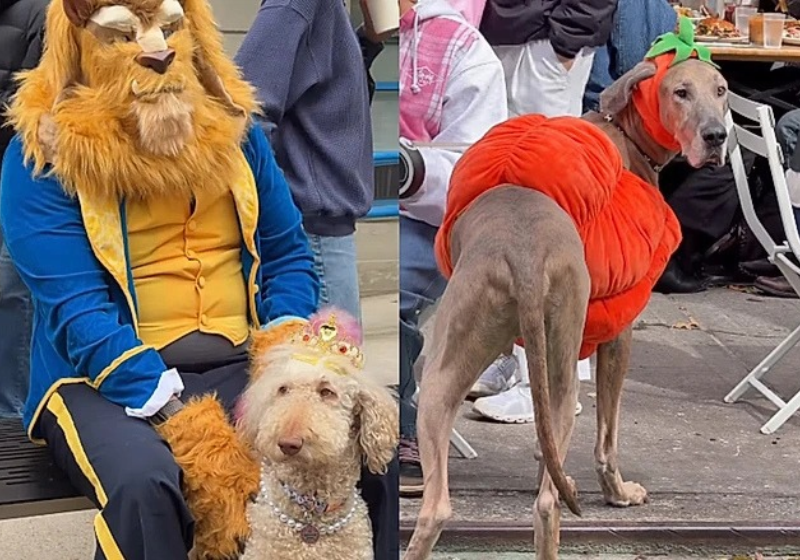 Cães fantasiados de Halloween chamaram atenção pela criatividade durante desfile em Nova York. Foto: Instagram/@kaique.paocomovo.