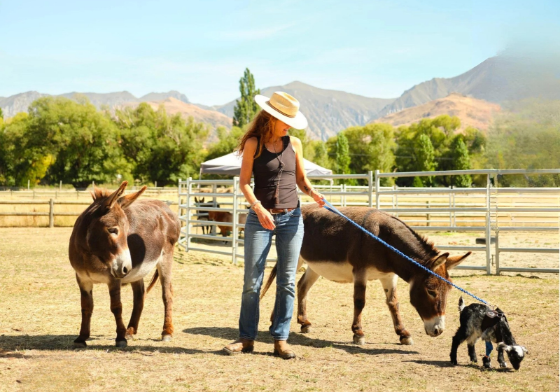 Voluntários podem ficar hospedados na Kind Farm, na Nova Zelândia, enquanto ajudam a cuidar de cavalos e outros animais resgatados. Foto: Reprodução/Kind Farm